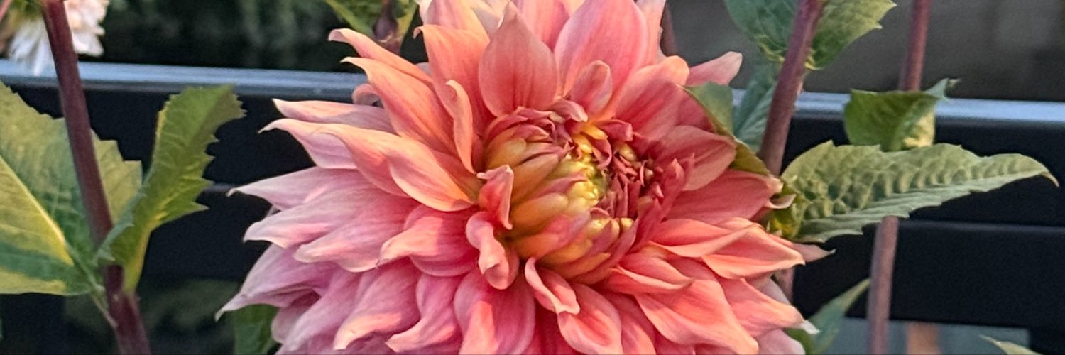 Trisha M-Bourbeau's banner