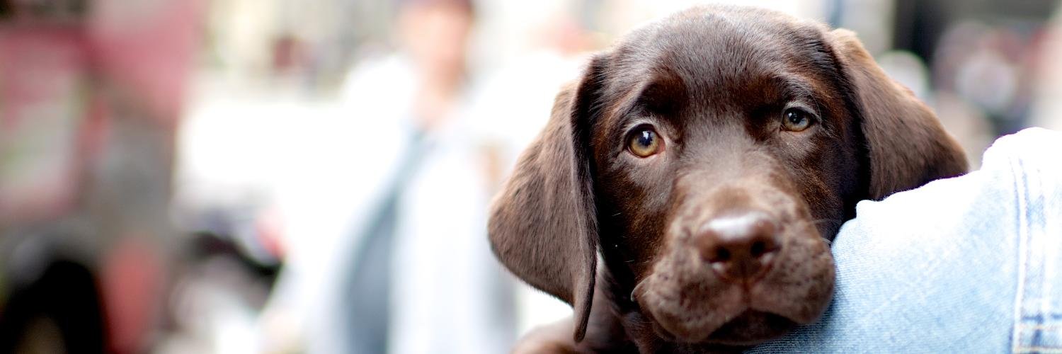 The Dogist's banner