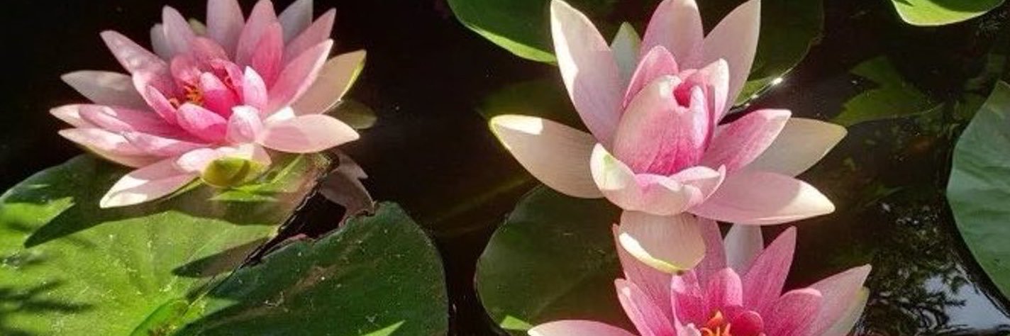 ૐ's banner