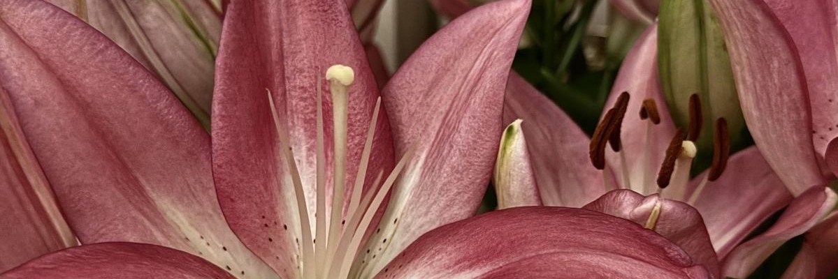 𝒍𝒖𝒏𝒂's banner