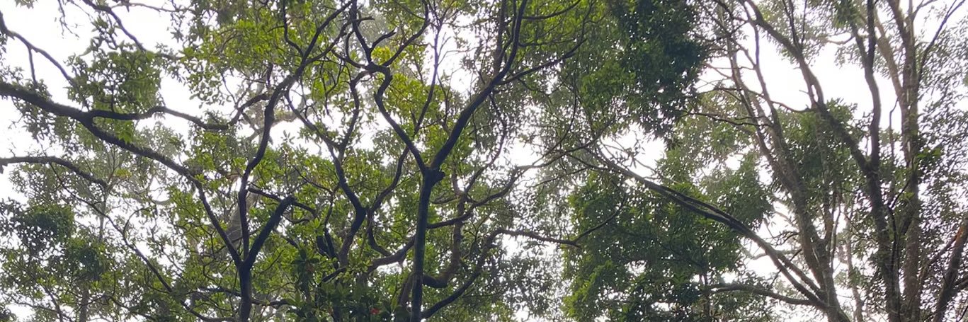 🥦's banner