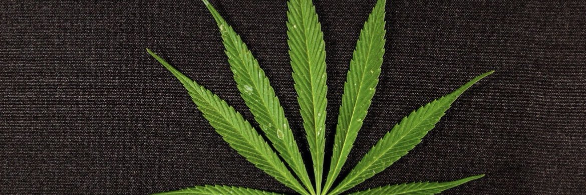 Kimz Greenz's banner