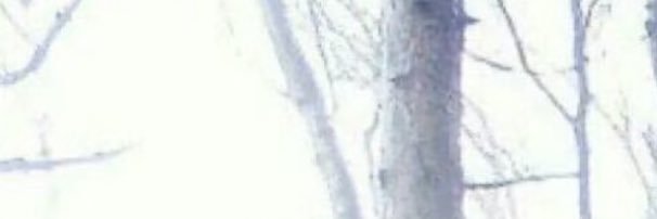徐绵羊's banner
