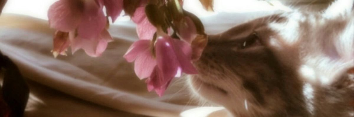 .'s banner