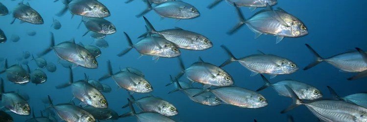 DiscussingFish's banner