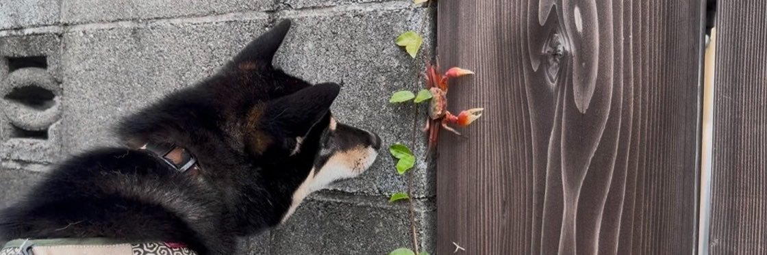柴犬おこげ's banner