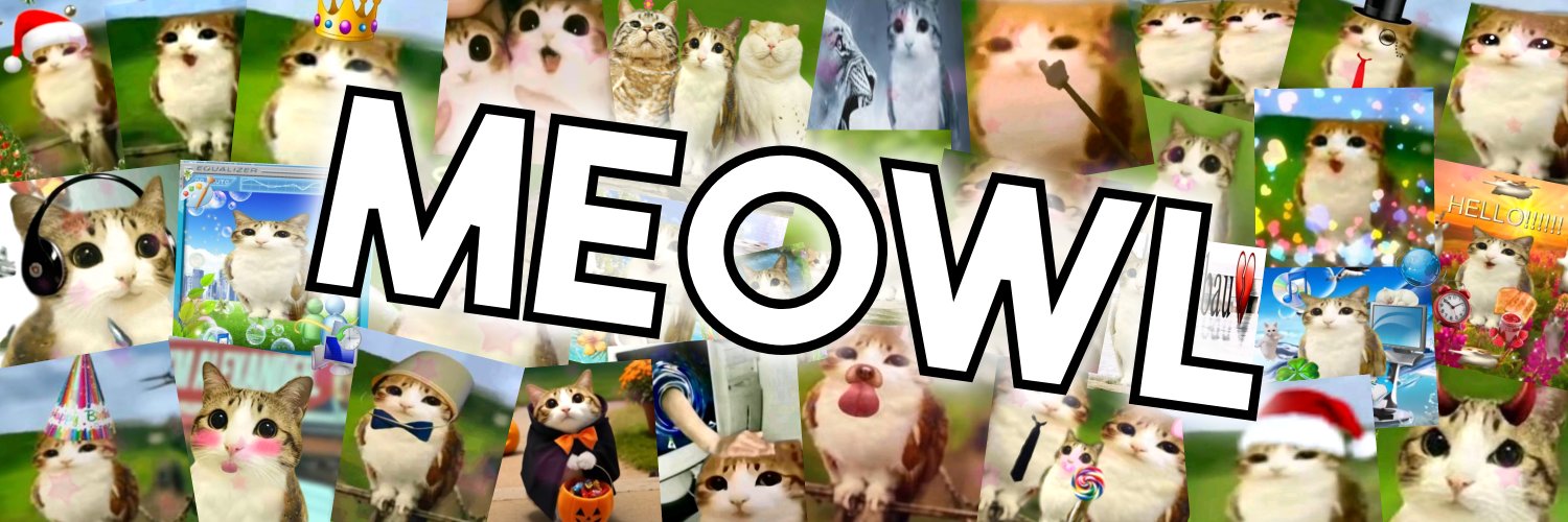 Meowl 🦉 🐱's banner