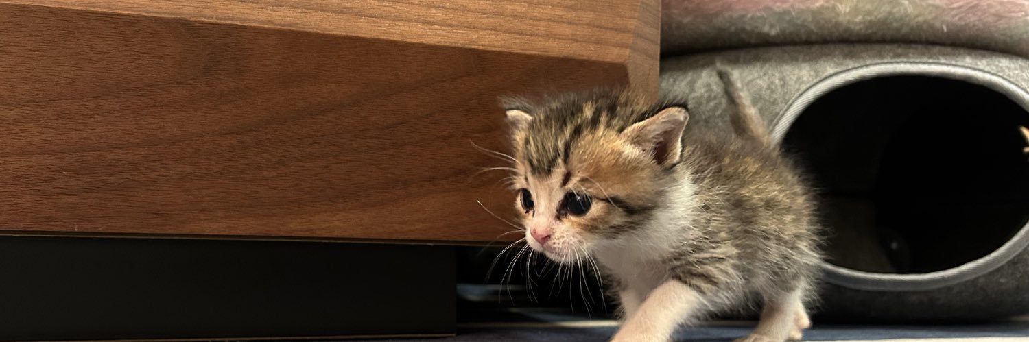 保護猫ラオと不器用男。@「こねこのがっこう」ミルクボランティア's banner