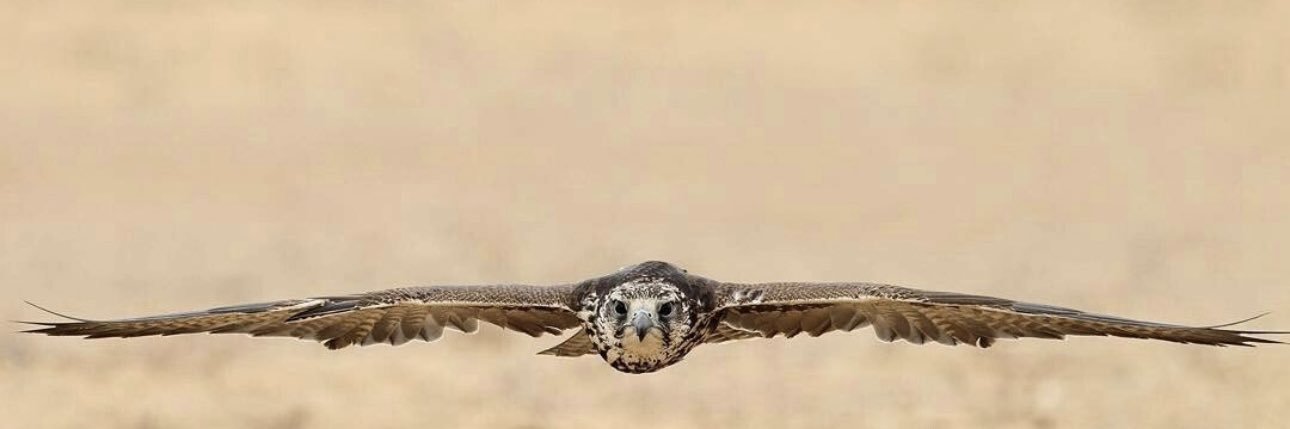 القلم اليامي's banner