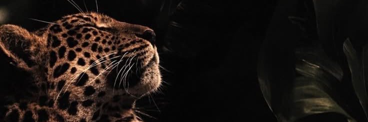 يمكن تغريد🍒's banner