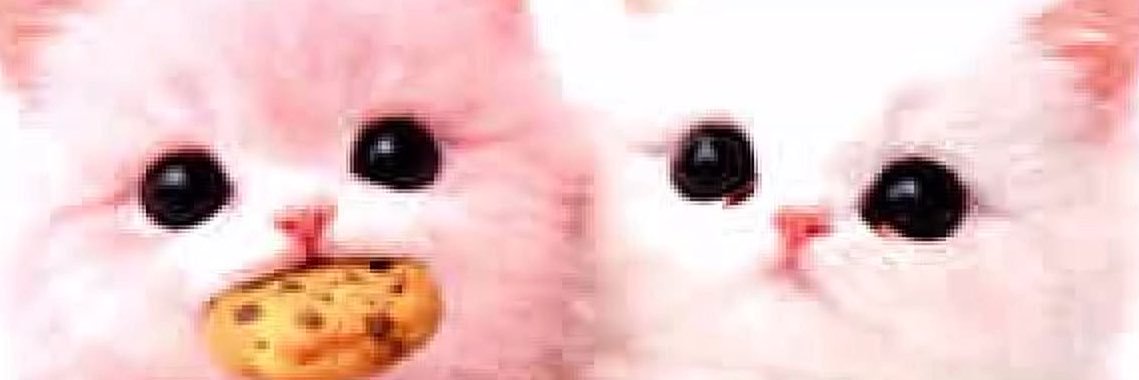 stupid kitty's banner