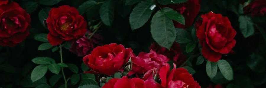 Michael Cocks's banner