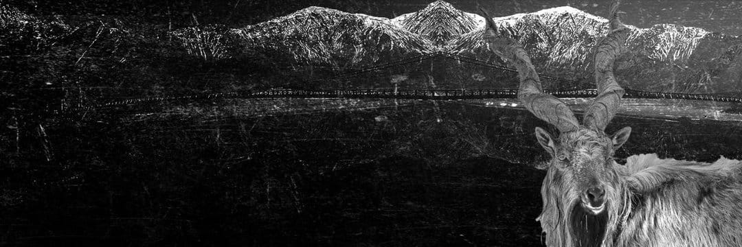 Markhor Kabul 𓄅's banner