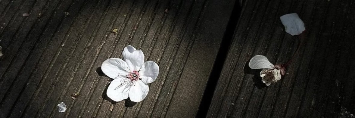 春日青's banner