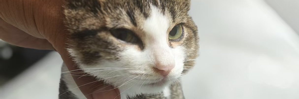 这个猫猫今天也很能干's banner