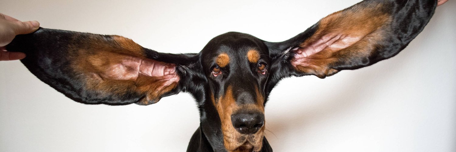 Mundinho Cachorro Orelha's banner