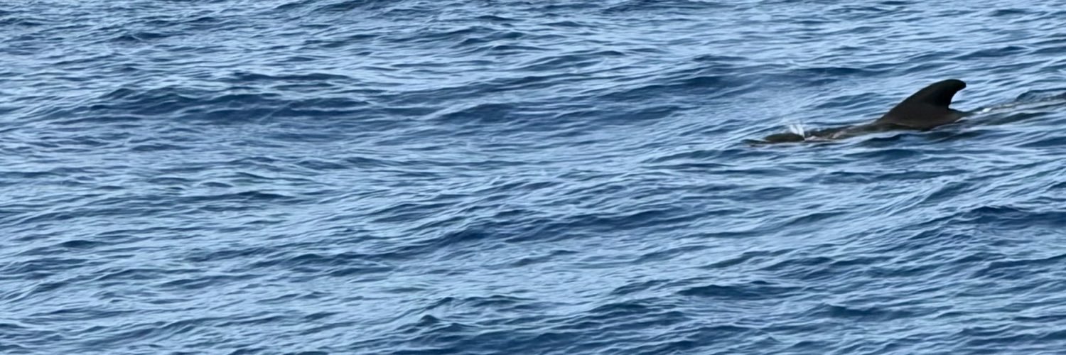 冰激凌先生's banner