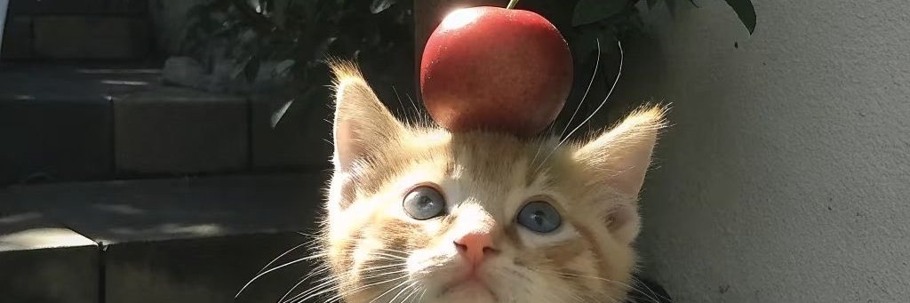Cats 🐈's banner