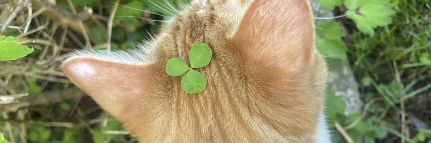 ☘️₍^. .^₎⟆'s banner