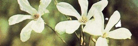 renèe NUMBER ONE MCLENNON FAN's banner