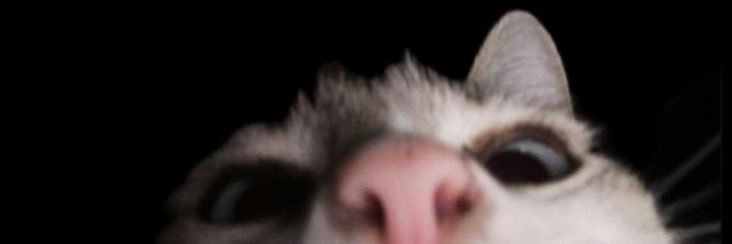 jesse 𑄝੭'s banner