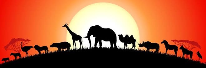 Wildlife enthusiast🦍's banner