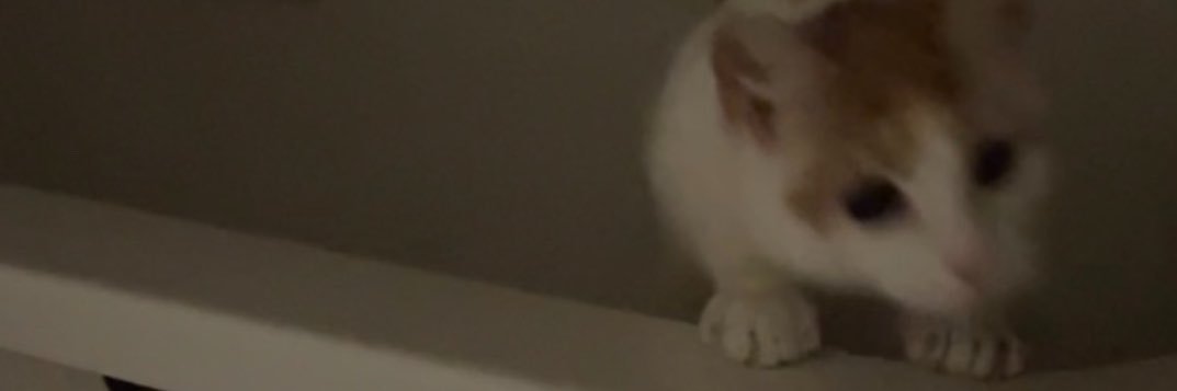 Jo00ce's banner