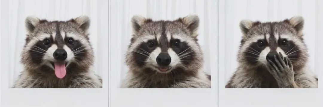 Raccoon And Me's banner