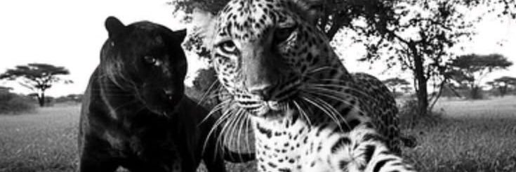 Pınar ✨🐆's banner