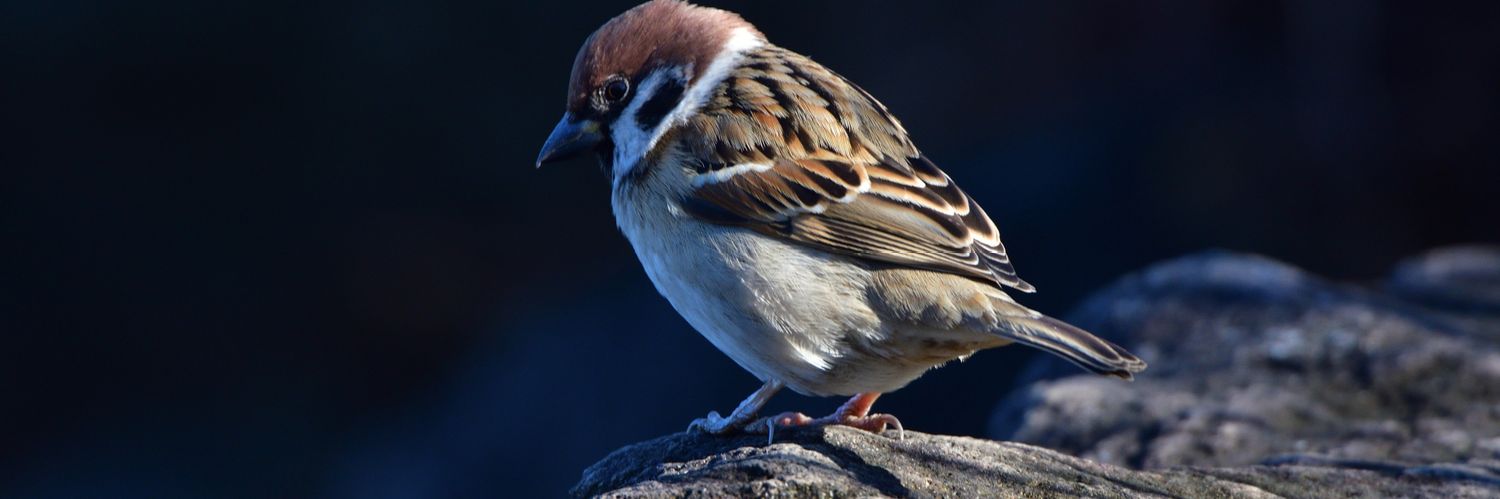 Sparrow's banner