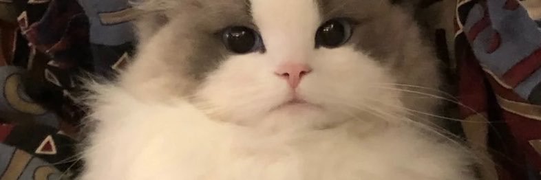 猫猫's banner