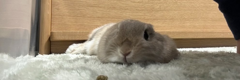 ももうさぎ🍑🐰's banner