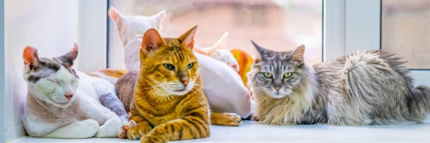 Cat Therapy 😸's banner