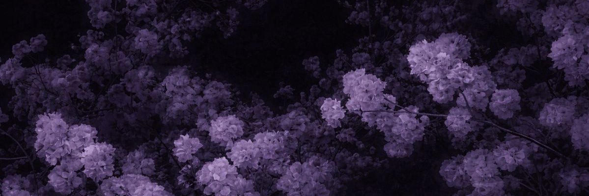 Natasha Noel's banner