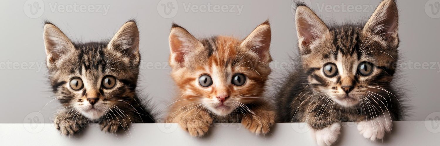 MeowCuties's banner