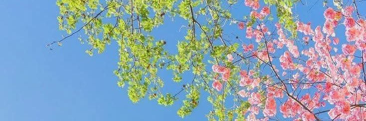 บีบี id: jisu2536's banner