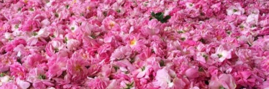 عطراء's banner