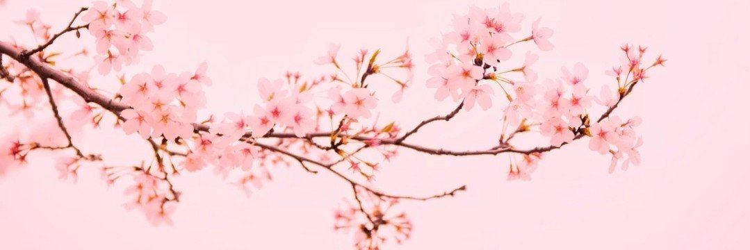 Danielle J's banner