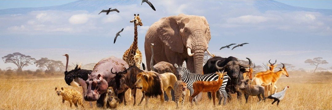 Animal clips 0's banner
