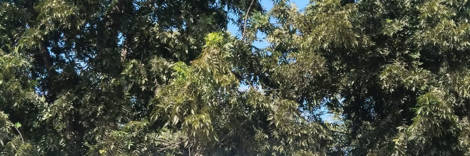 TheMan2's banner