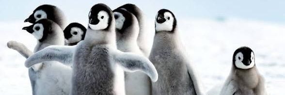 pingu's banner