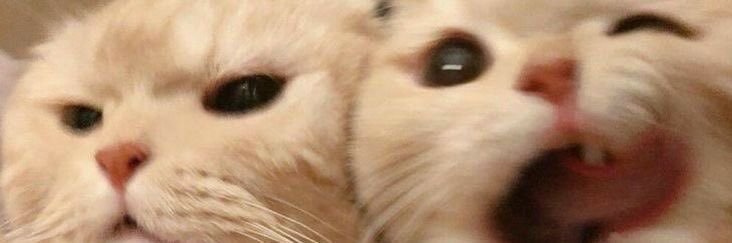 Chanisara🐰's banner