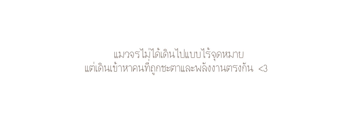 🍅 แมวจรพยากรณ์'s banner