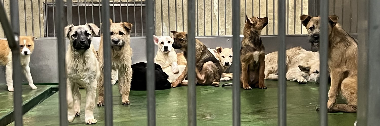 YOICHI／犬猫保護活動やらせてもらってます's banner