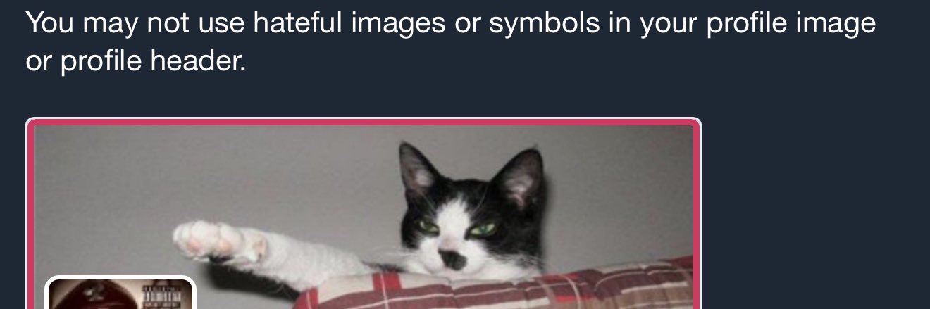 cat 🐈's banner