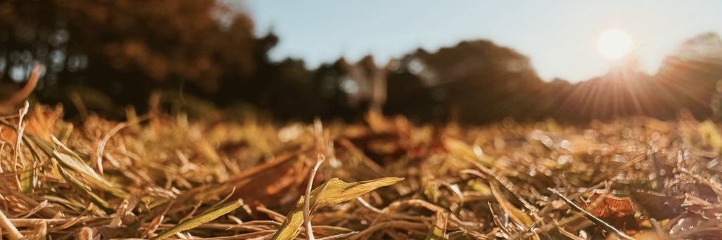 大西沙織's banner