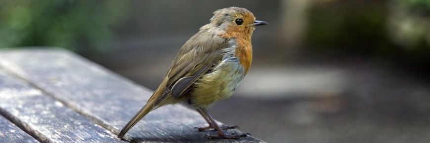 Birds Flutter's banner