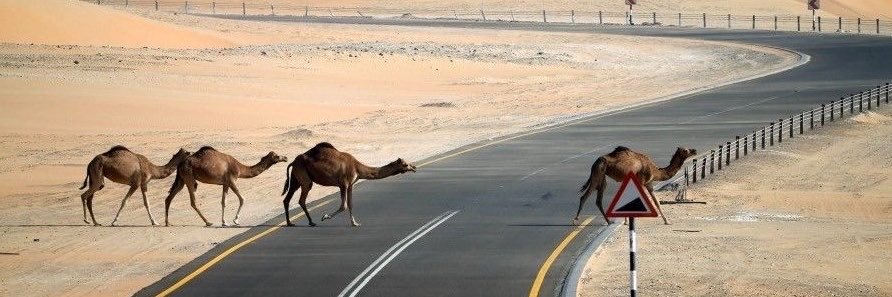 بدوي 🐪's banner