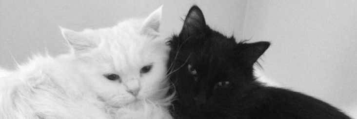 🐈‍⬛'s banner