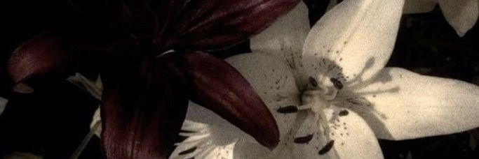 gabriaja's banner